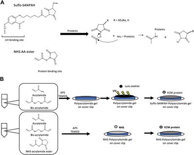 A Novel Method for Polyacrylamide Gel Preparation Using N-hydroxysuccinimide-acrylamide Ester to Study Cell-Extracellular Matrix Mechanical Interactions